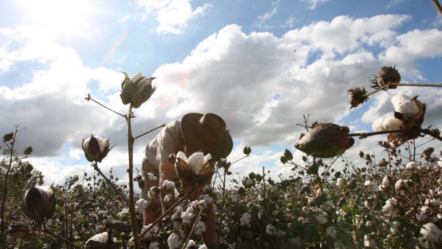 A cotton farm near Townsville: The drought is taking its toll on local producers.
