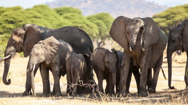 African elephants on the grasslands.