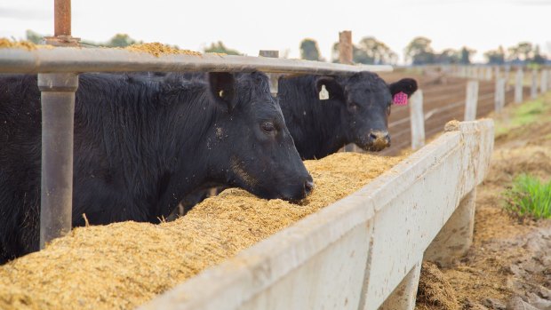 Demand for red meat is expected to help buoy Apiam Animal Health in coming years. 