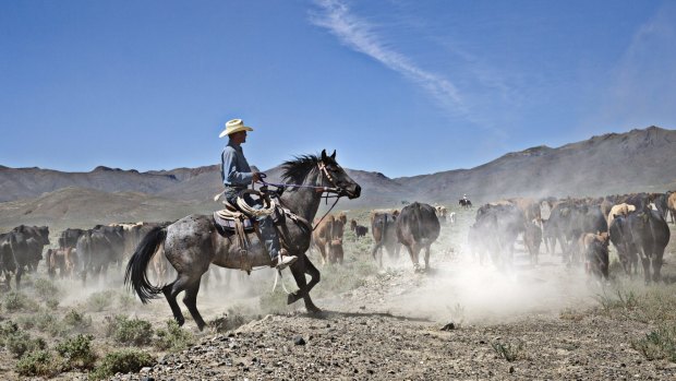 Max Filippini herds cattle into a grazing area that was once off-limits because of drought restrictions, in Battle Mountain, Nevada, in June.