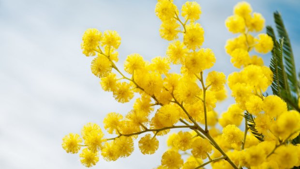 Acacia dealbata, a wattle, is one of the sequenced species identified by the Restore & Renew project.