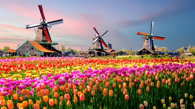 The tulip-filled fields of the Netherlands are a spectacle every traveller should see at least once.