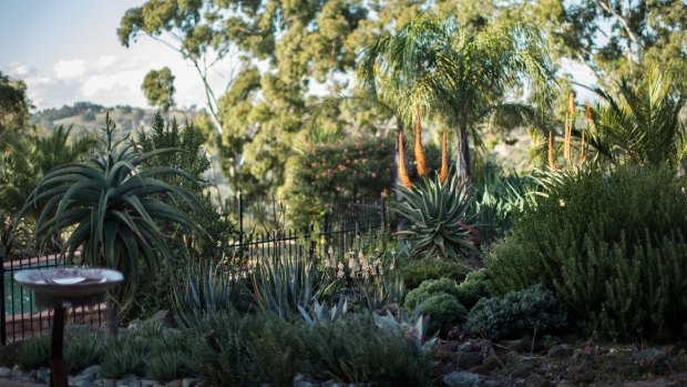It took three years to transplant Jack Latti's aloes from his previous garden. 