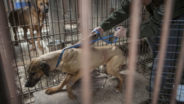 Abby Hubbard, deputy director of the Animal Welfare League of Alexandria, removes a dog from a dog farm in South Korea. 