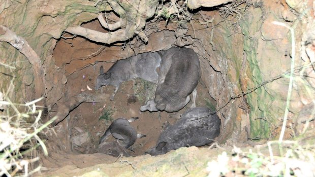 Four kangaroos had to be rescued after they were trapped down a mine shaft in Trentham.