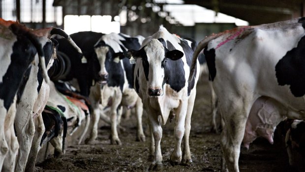 WA dairy farmers are facing an uncertain future after a global oversupply of milk. 