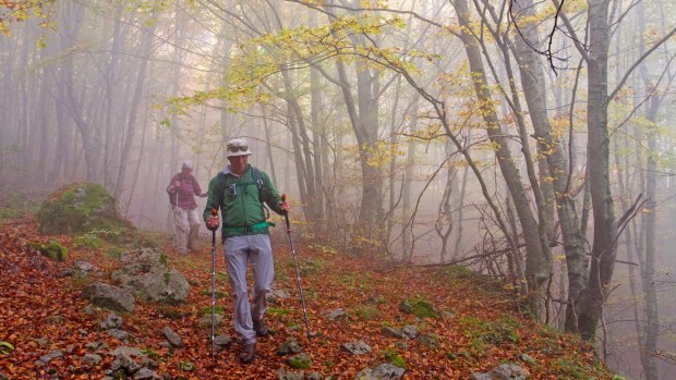 Hiking through mist in the beech forests of Pollino National Park.
