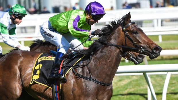 Real style: Global Glamour, a daughter of hot sire Star Witness, wins the Thousand Guineas at Caulfield.