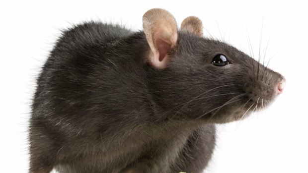 The common rat: scientists have built a reconstruction of a section of a rat brain in a computer.