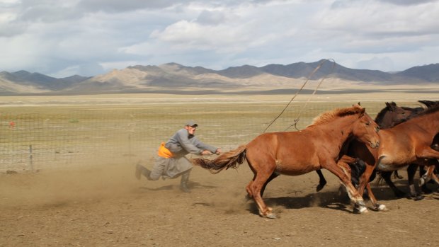A Mongolian catches horses ready for branding.