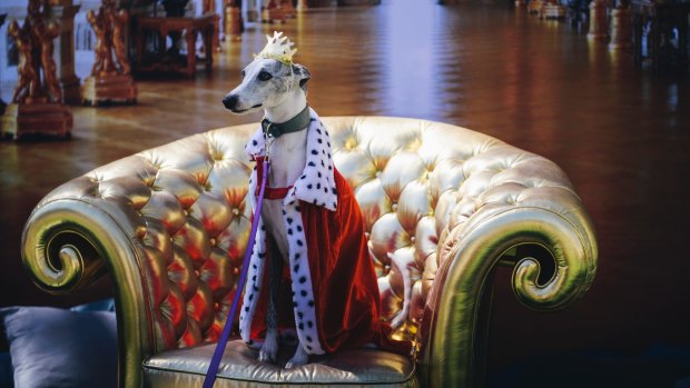 Dogs dressed up in regal French costumes.