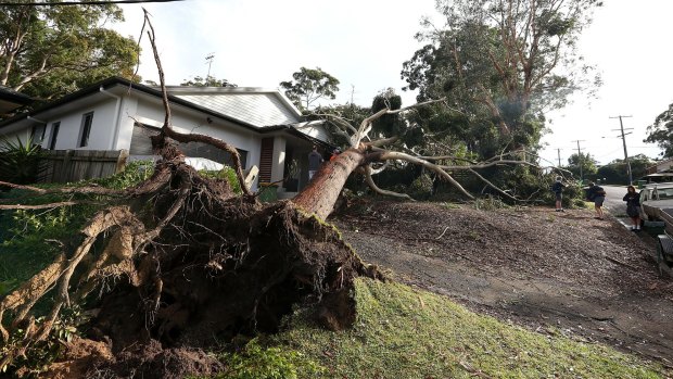 Property in North Avoca inspected after tree fall. Gosford City and Wyong shire have officially been declared disaster zones due to damage caused by the worst storms to hit the region in decades. 