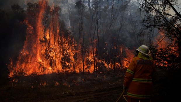 NSW Rural Fire Service crews struggle to contain an out of control bushfire around the Wentworth Falls escarpment in August.
