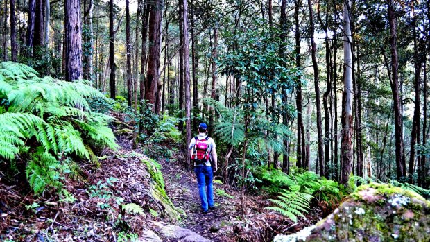 Experience the largest remaining blue gum forest in Sydney on Blue Gum Walk.
