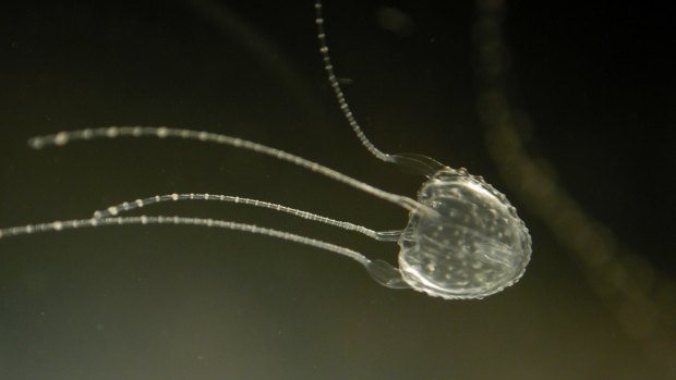 Irukandji jellyfish are extremely dangerous and potentially lethal.