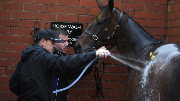 Trainer Chris Waller hoses down Winx after a gallop ahead of the 2016 Cox Plate.