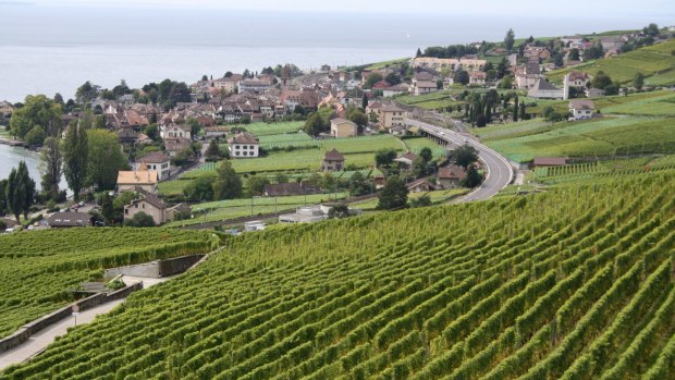 Lavaux vineyards at Pully near Montreux.