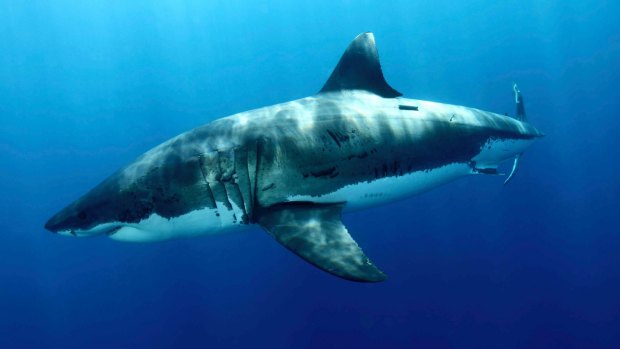 A tagged great white shark is still at large after drum lines failed to lure it.