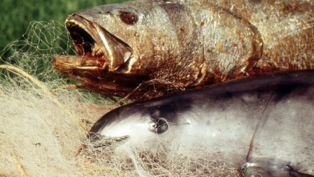 A totoaba, top, and a vaquita both died after being caught in gillnet in the Sea of Cortez.