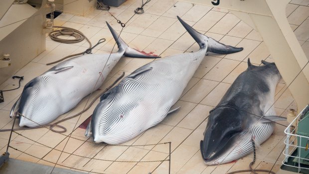 Minke whales on the deck of the Japanese factory ship Nisshin Maru in the 2013 season.