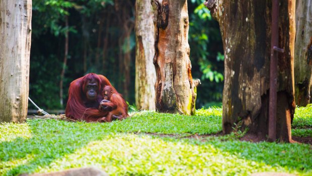 Singapore Zoo - the gold standard of zoological gardens.