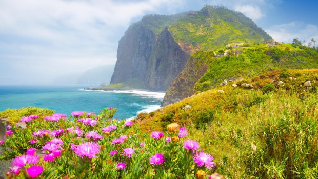 F7GTR2 Madeira - landscape with flowers and cliff coastline near Ponta Delgada, Madeira Island, Portugal