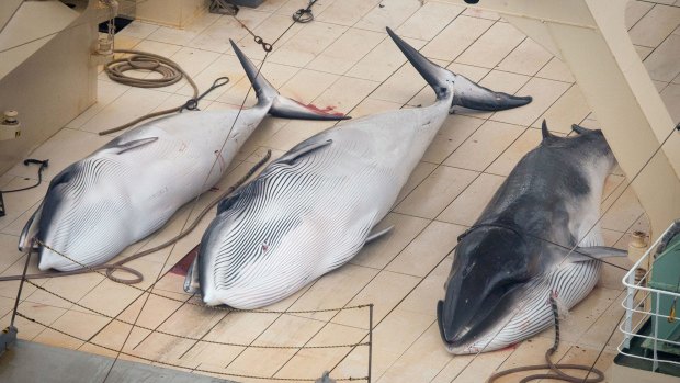 Tension: Japan has come under fire for its whaling program in the past.