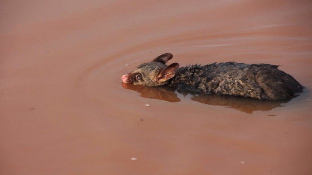 Paddles the possum needed saving in floodwaters near Ungarie, west of Forbes. 