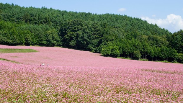 A buckwheat field in Nagano Prefecture, Japan. 