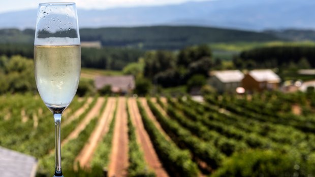 Penedes is famous for being the home of cava, the Spanish version of champagne, which has a DO (Denominación de Origen), just as champagne does. 