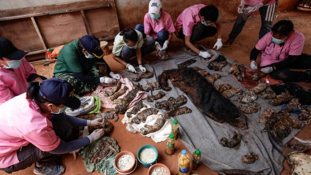 Officers collect samples for DNA testing from the bodies of 40 tiger cubs found undeclared at the temple on Wednesday.
