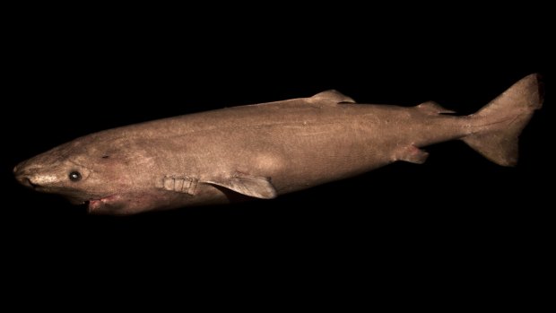 This undated photo made available by Julius Nielsen shows a two-metre-long Greenland shark female from south-western Greenland. 