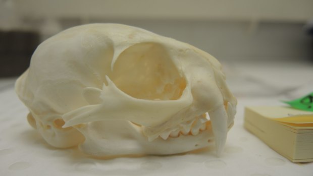 The Asian wildcat skull illegally possessed by Counsell.