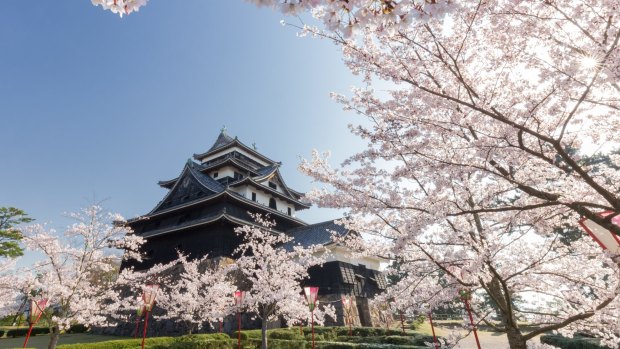 Matsue castle in spring with cherry blossoms, Shimane prefecture, Japan