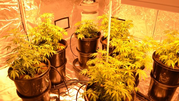 The inside of a grow house in Ainslie, found with 23 cannabis plants.