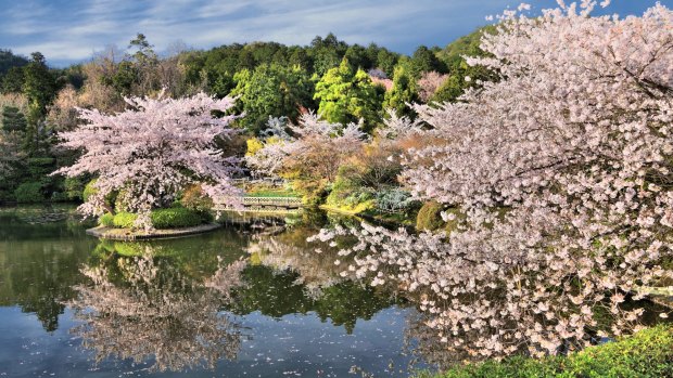 'A magic pink carpet starts to unfurl before us': Cherry blossom season in Japan.