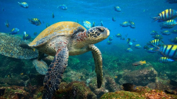 Sea turtles in lagoon, Galapagos Islands