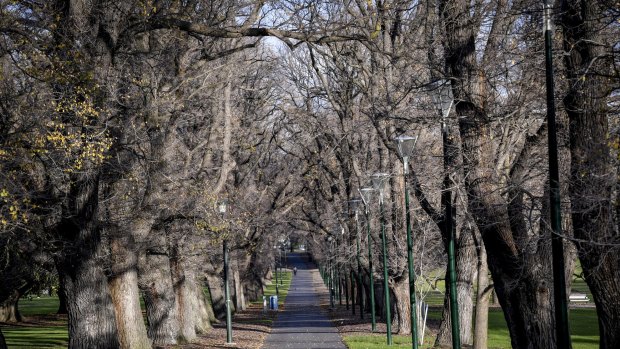 Some trees in Fawkner Park may need to be removed for the Melbourne Metro rail project. 