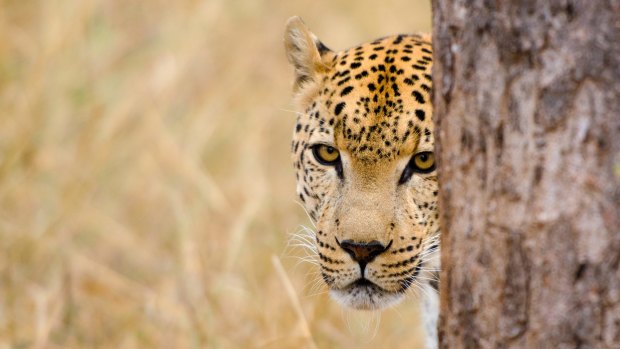 Since the reserve's reopening after a 13-month COVID closure, leopards have been seen regularly by guests of Sebatana.