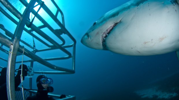 There's something about the terror of confronting a Great White Shark – and surviving – that never fails to appeal.