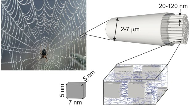 Scientists want to unlock how spider silk transmits phonons, quanta of sound that also have thermal properties. 