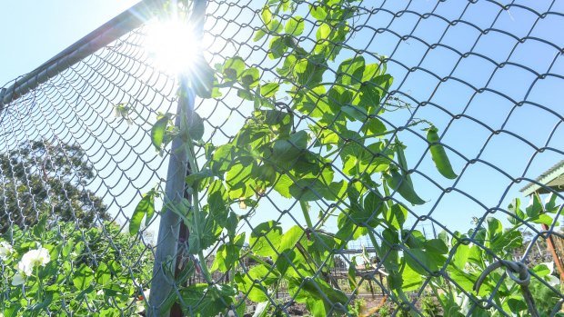 Cyclone fencing supports a crop of peas.