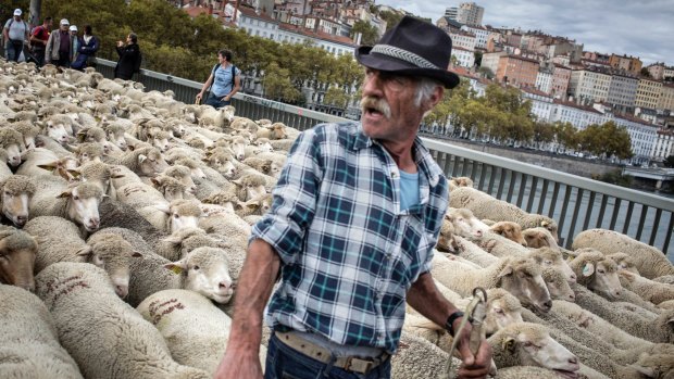 A French sheep breeder demonstrates with his animals against the rising wolf attacks on sheep herds in Lyon on Monday.