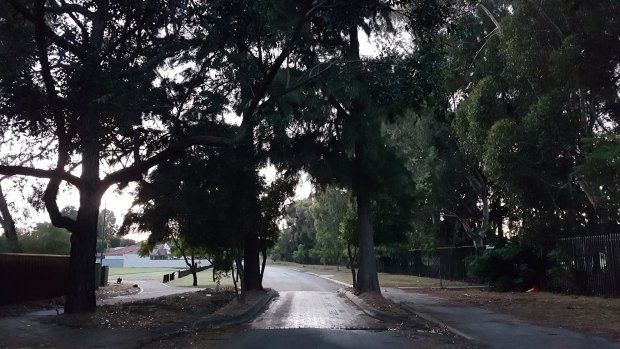 The sheoaks are shaggy but residents are attached to them. 