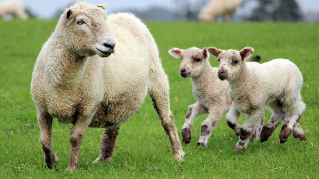 Lamb prices at the farmgate rose 85 per cent in real terms and mutton prices more than doubled from 25 year ago.