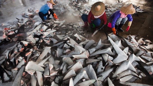 Shark fins processed in Taiwan for shark fin soup - a popular dish in Asia. 