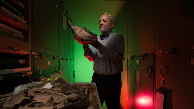 Tom Rich, curator for palaeontology at Museum Victoria.