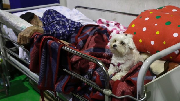97-year-old Antonio Putini sleeps with his dog in a temporary shelter set up in a gymnasium in Amatrice.