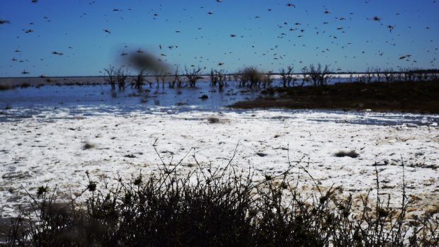 Millions of mosquitoes near the exploding waters flooding back into the Lake Menindee after record winter rains in western NSW.  