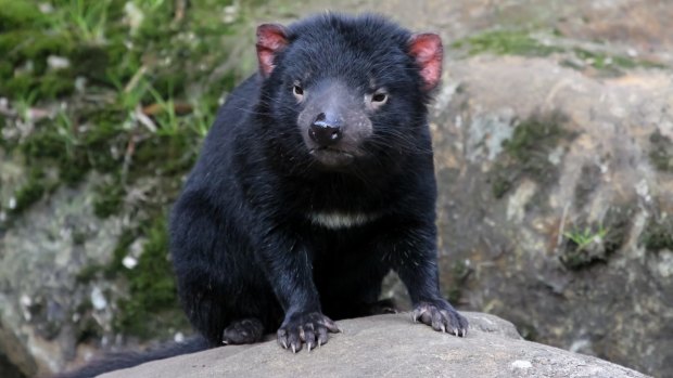 The Tasmanian devil was once native to mainland Australia but can now only be found in Tasmania.